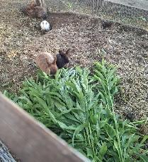 adorable Bunnies! - Photo 3