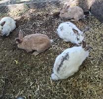 adorable Bunnies! - Photo 4
