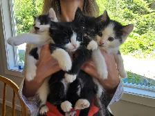 Beautiful Companion Kittens