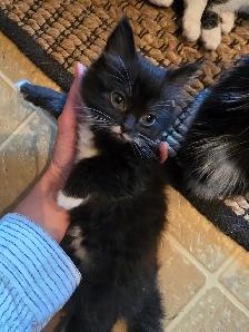 Beautiful Companion Kittens - Photo 2