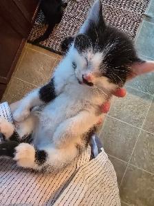 Beautiful Companion Kittens - Photo 3