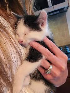 Beautiful Companion Kittens - Photo 4