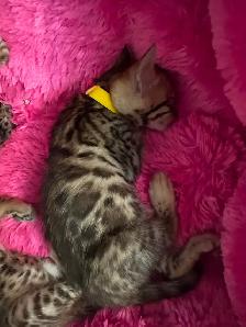 4 bb bengal mâle - Photo 2