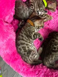 4 bb bengal mâle - Photo 3