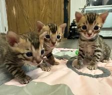 4 bb bengal mâle - Photo 4