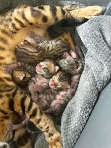 4 bb bengal mâle - Photo 6