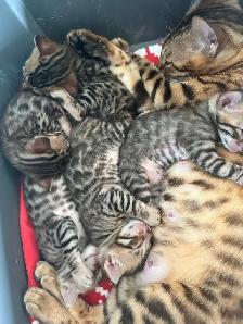 4 bb bengal mâle - Photo 7