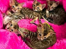 4 bb bengal mâle - Photo 8