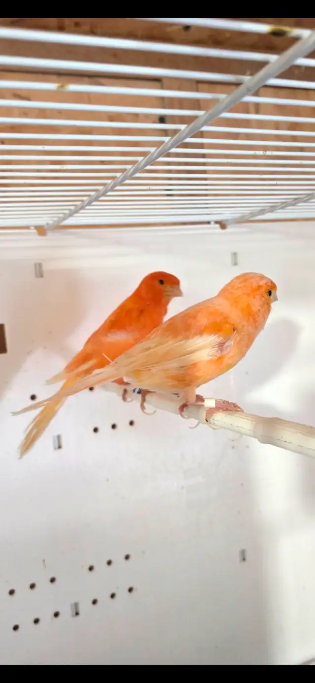 Canary Pairs For Sale
