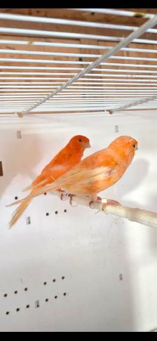 Canary Pairs For Sale