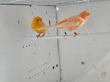Canary Pairs For Sale - Photo 2