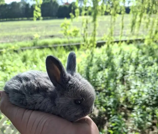 Silkies & Bunnies