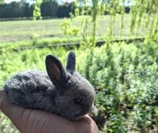 Silkies & Bunnies