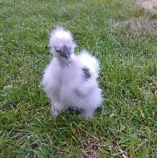 Silkies & Bunnies - Photo 2
