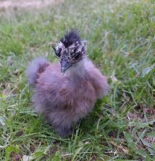 Silkies & Bunnies - Photo 3