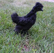 Silkies & Bunnies - Photo 4