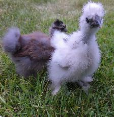 Silkies & Bunnies - Photo 5