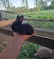 Silkies & Bunnies - Photo 6