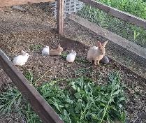 Silkies & Bunnies - Photo 7