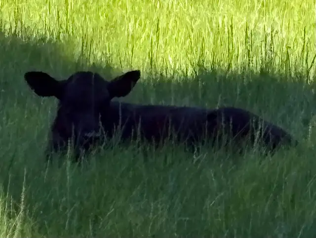 2 calves cattle