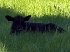 2 calves cattle