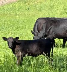 2 calves cattle - Photo 2