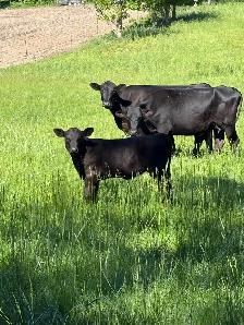 2 calves cattle - Photo 3