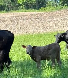 2 calves cattle - Photo 4