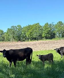 2 calves cattle - Photo 5