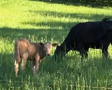 2 calves cattle - Photo 6