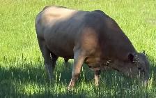 2 calves cattle - Photo 7