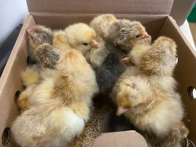 Buff Brahma chicks