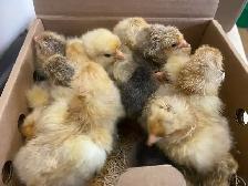 Buff Brahma chicks