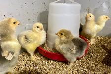 Buff Brahma chicks - Photo 2