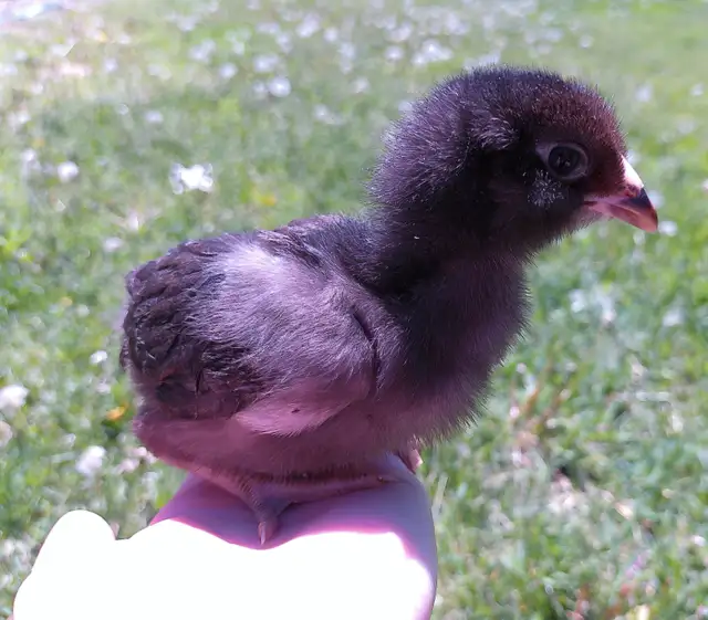 Whiting True Blue chicks