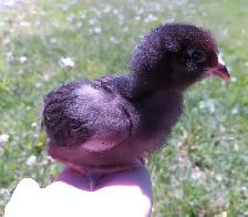 Whiting True Blue chicks