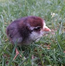 Whiting True Blue chicks - Photo 2