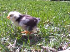 Whiting True Blue chicks - Photo 3