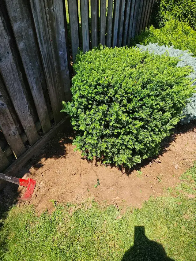 evergreen shrub yew bush for garden