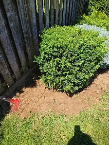 evergreen shrub yew bush for garden