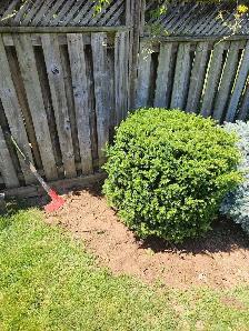 evergreen shrub yew bush for garden - Photo 2