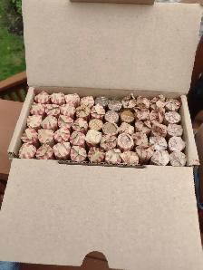 3 boxes of pennies Canadian and American mixed unsearched boxes - Photo 3