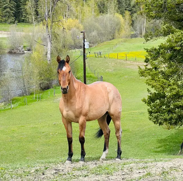AQHA 4 y/o Registered Dun Mare