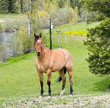 AQHA 4 y/o Registered Dun Mare