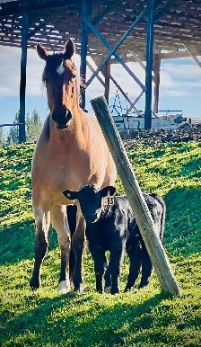 AQHA 4 y/o Registered Dun Mare - Photo 2
