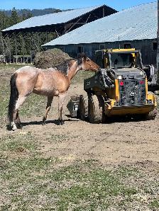 AQHA 4 y/o Registered Dun Mare - Photo 3