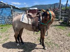 AQHA 4 y/o Registered Dun Mare - Photo 5