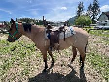 AQHA 4 y/o Registered Dun Mare - Photo 6