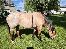 AQHA 4 y/o Registered Dun Mare - Photo 7