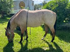 AQHA 4 y/o Registered Dun Mare - Photo 8